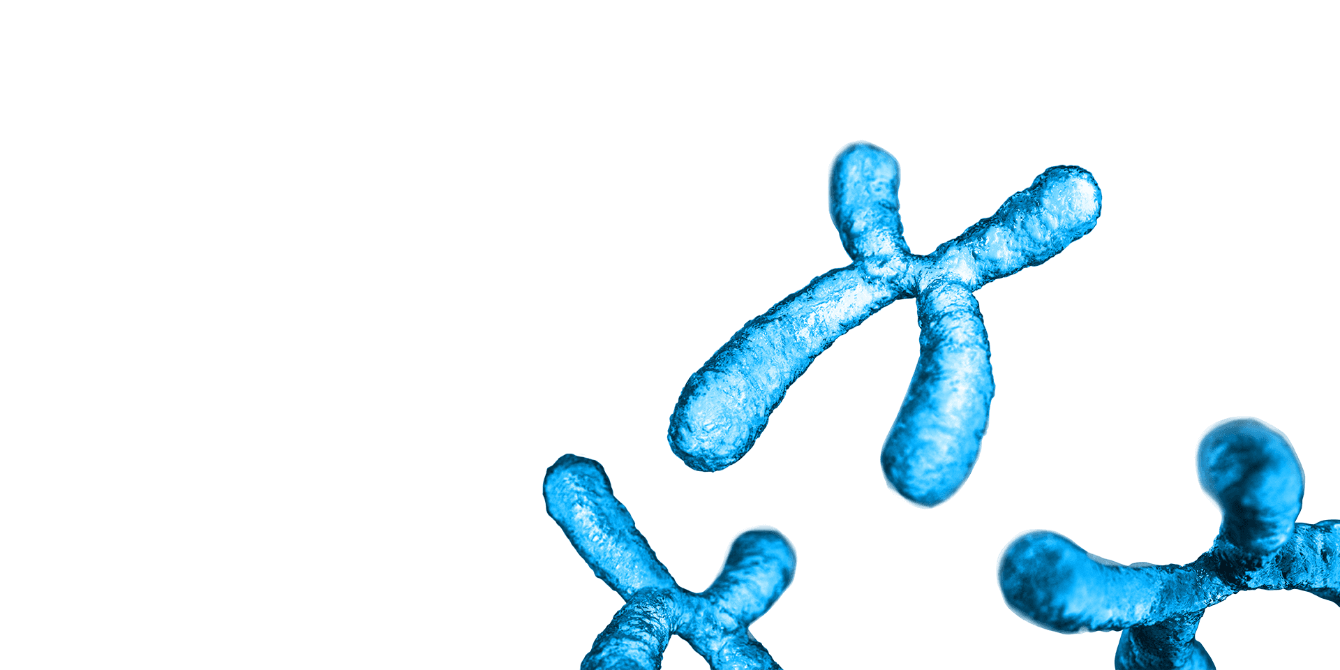 Life Sciences Chromosome Structure